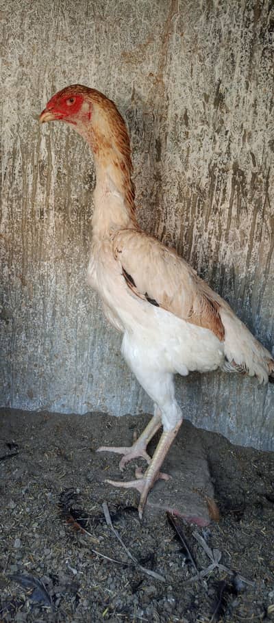 shamoo hens shamoo female