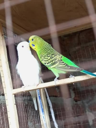 Red eye female | Black eye male | breeder pair
