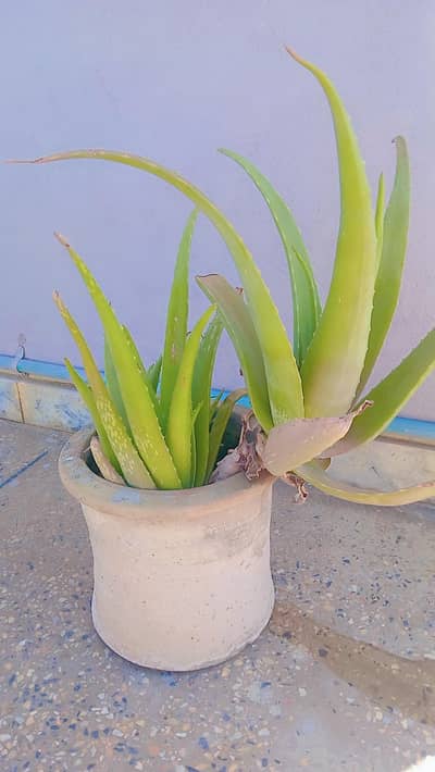 aleo vera plant with pot