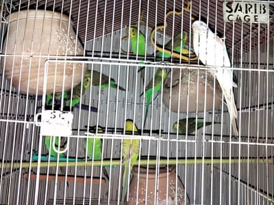 Urgent Sale: Complete Australian Budgies Breeding Setup With Cage