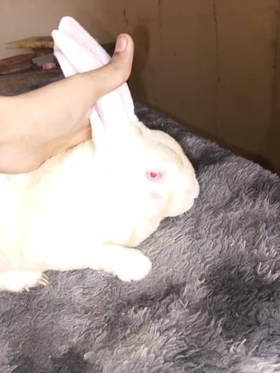 Mini Rex male available at Karachi rabbit farm 0312.0844159