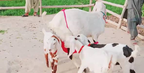3 Bacchon Ka Sath Desi Bakri For Sale _ 03246711890