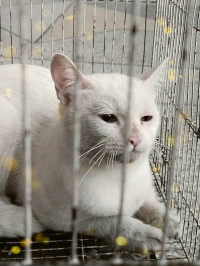 Cat for sale