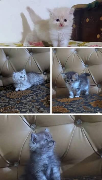triple coated 5 kitten for sale