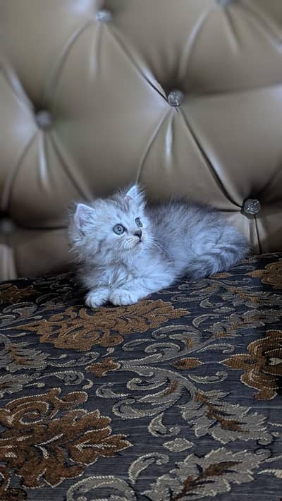 triple coated three female kitten for sale