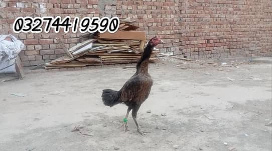 Imported  Thai panis female