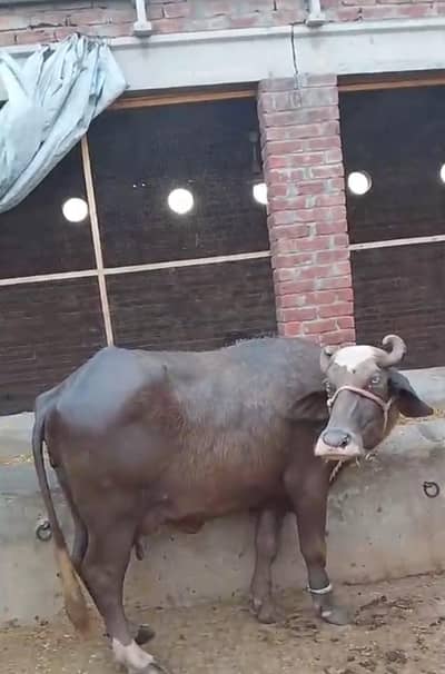 Bora color cow daily 10 kg milk magar kata 1 month