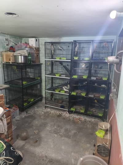I sale my hole birds setup all birds are healthy and active