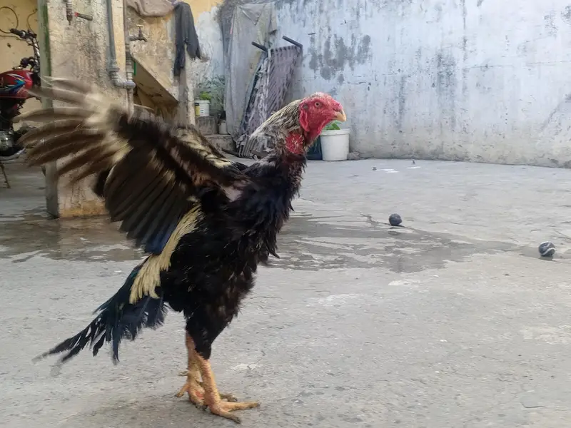 java seal hen Whatsapp Number 03459745032 — photo 2
