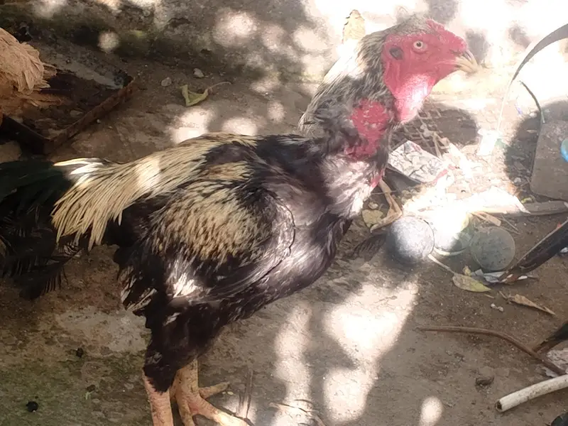 java seal hen Whatsapp Number 03459745032 — photo 3
