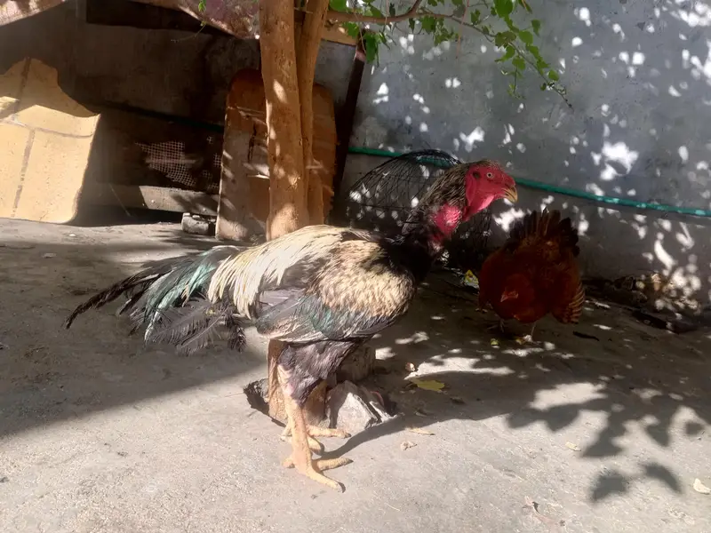 java seal hen Whatsapp Number 03459745032 — photo 4