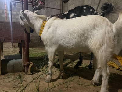 for cross o size pointed white eyes teda available for meeting purpose