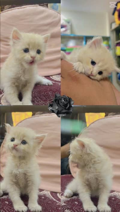 Persion cat tripple coat for sale