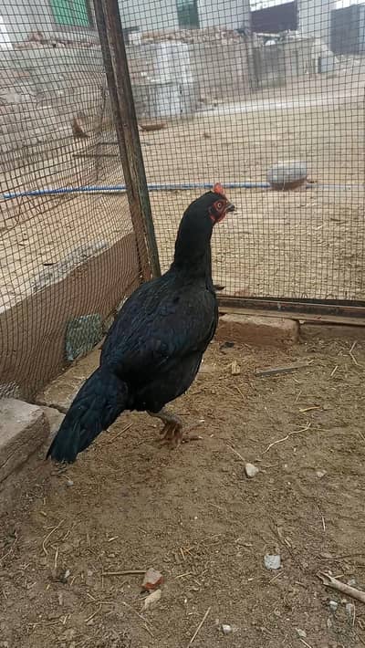 Bengum Aseel Madi