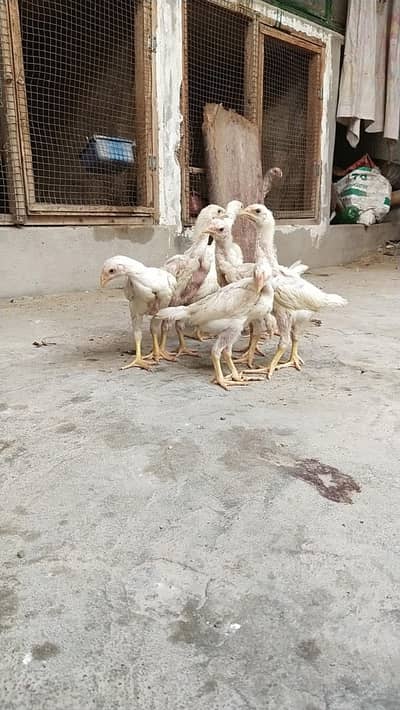 king size german white O shamo pair/ chicks WHATSAPP 03168035881