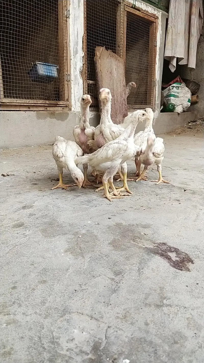 king size german white O shamo pair/ chicks WHATSAPP 03168035881 — photo 2