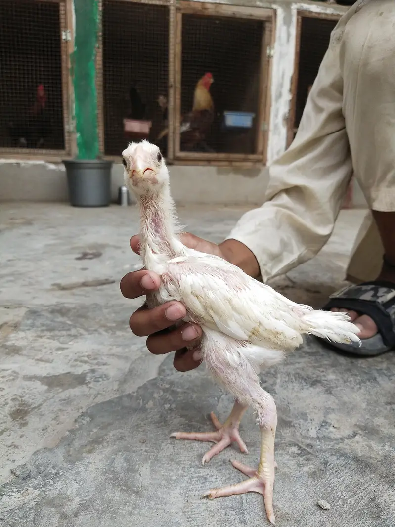 king size german white O shamo pair/ chicks WHATSAPP 03168035881 — photo 3