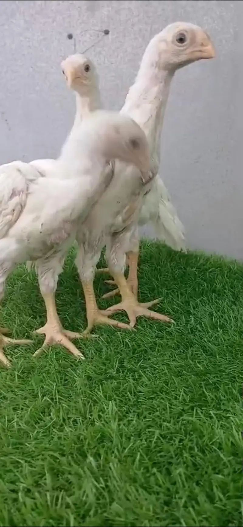 king size german white O shamo pair/ chicks WHATSAPP 03168035881 — photo 4