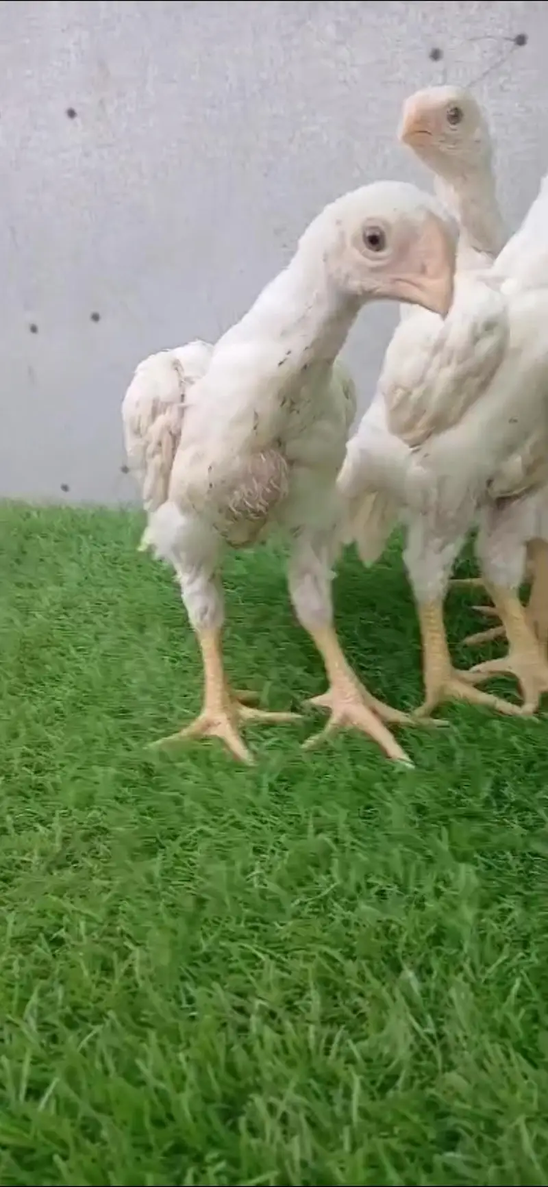 king size german white O shamo pair/ chicks WHATSAPP 03168035881 — photo 5