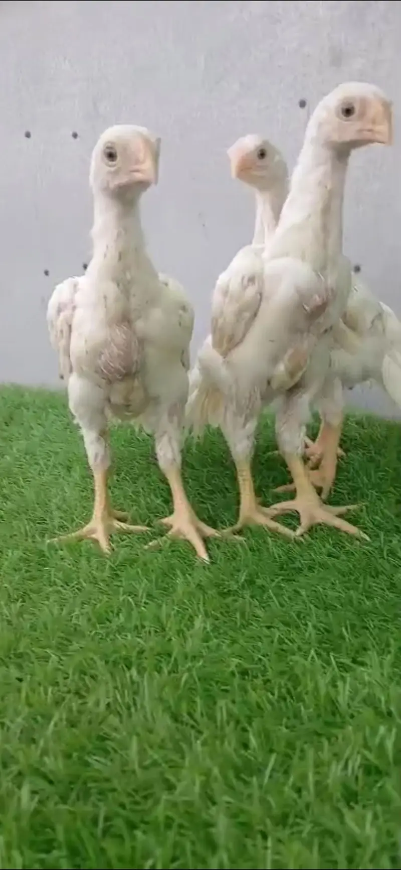king size german white O shamo pair/ chicks WHATSAPP 03168035881 — photo 6
