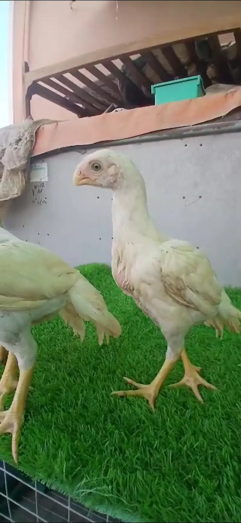 king size german white O shamo pair/ chicks WHATSAPP 03168035881 — photo 7