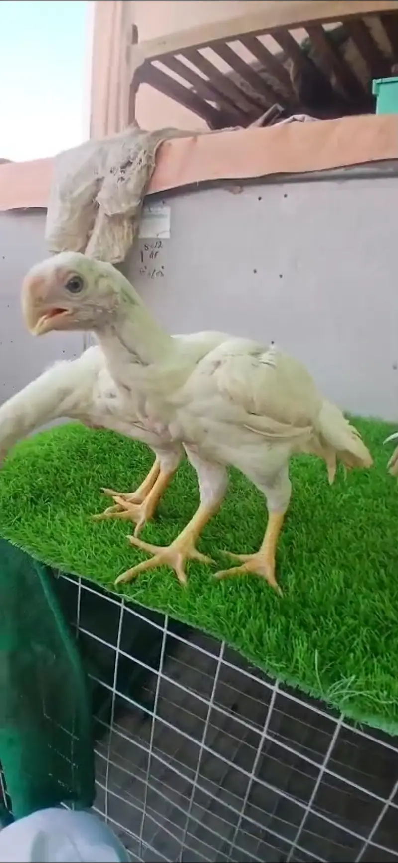 king size german white O shamo pair/ chicks WHATSAPP 03168035881 — photo 8