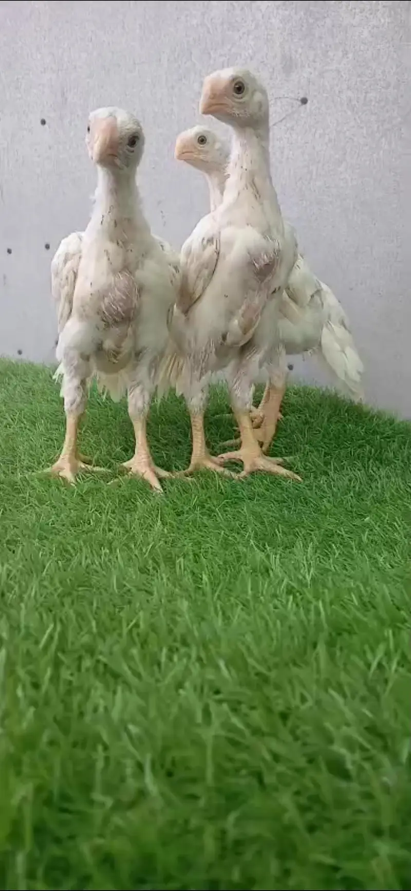 king size german white O shamo pair/ chicks WHATSAPP 03168035881 — photo 9