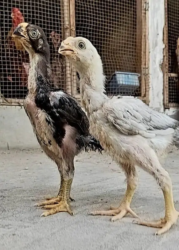 king size german white O shamo pair/ chicks WHATSAPP 03168035881 — photo 10