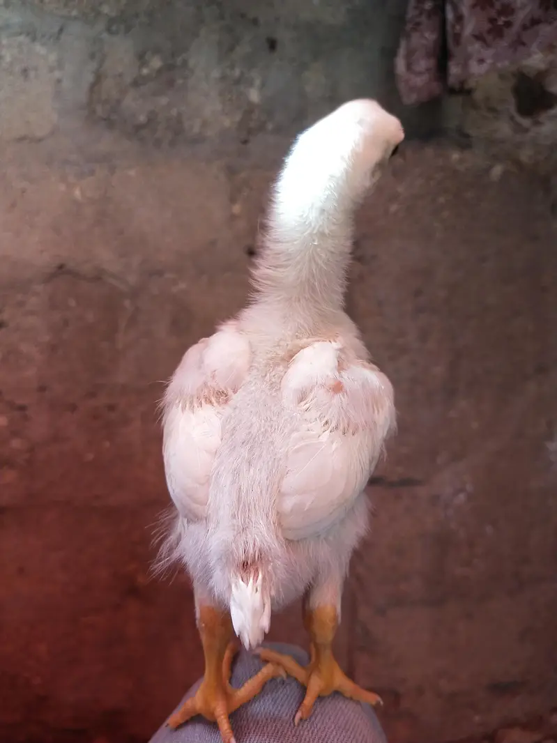 king size german white O shamo pair/ chicks WHATSAPP 03168035881 — photo 11