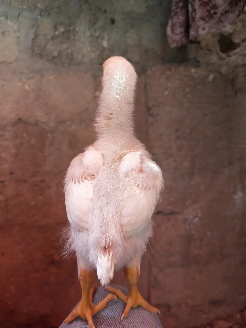 king size german white O shamo pair/ chicks WHATSAPP 03168035881 — photo 12