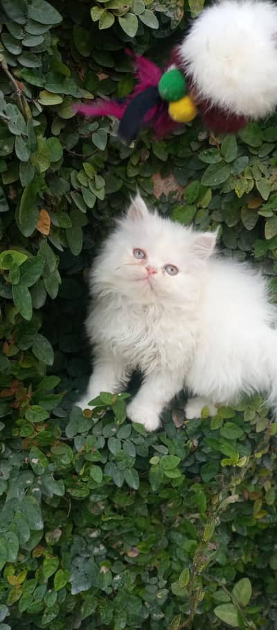 punch face kitten urgent sale