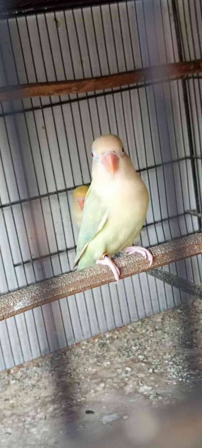 Arfeen Shah