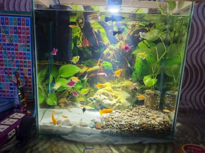 FISH AQUARIUM