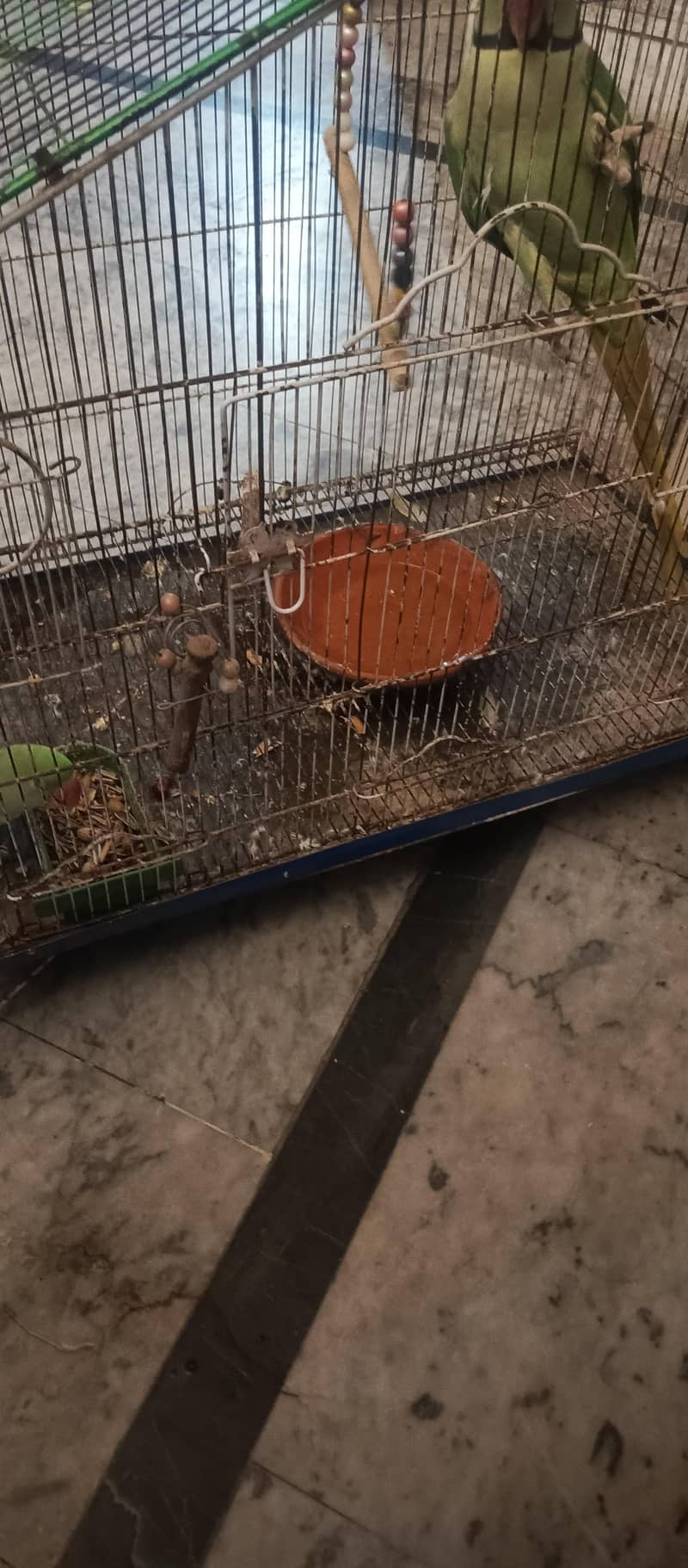 cages 1
