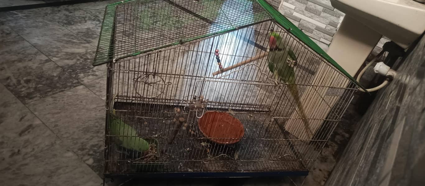 cages 2