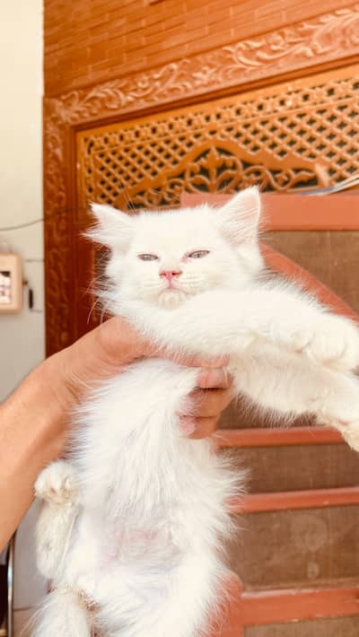 triple coted male female age 50 days semi punch face  no 03067305527