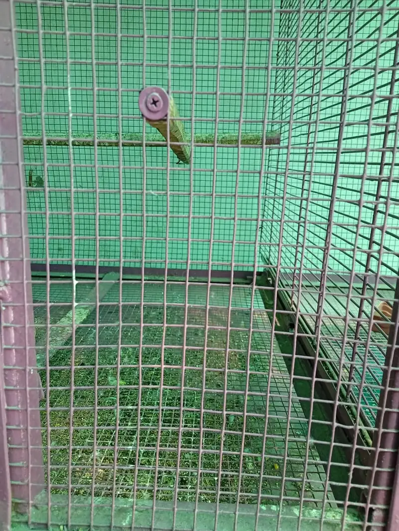 Cage | Parrot cage | Bird Customized cages | iron cage | solid cage — photo 2