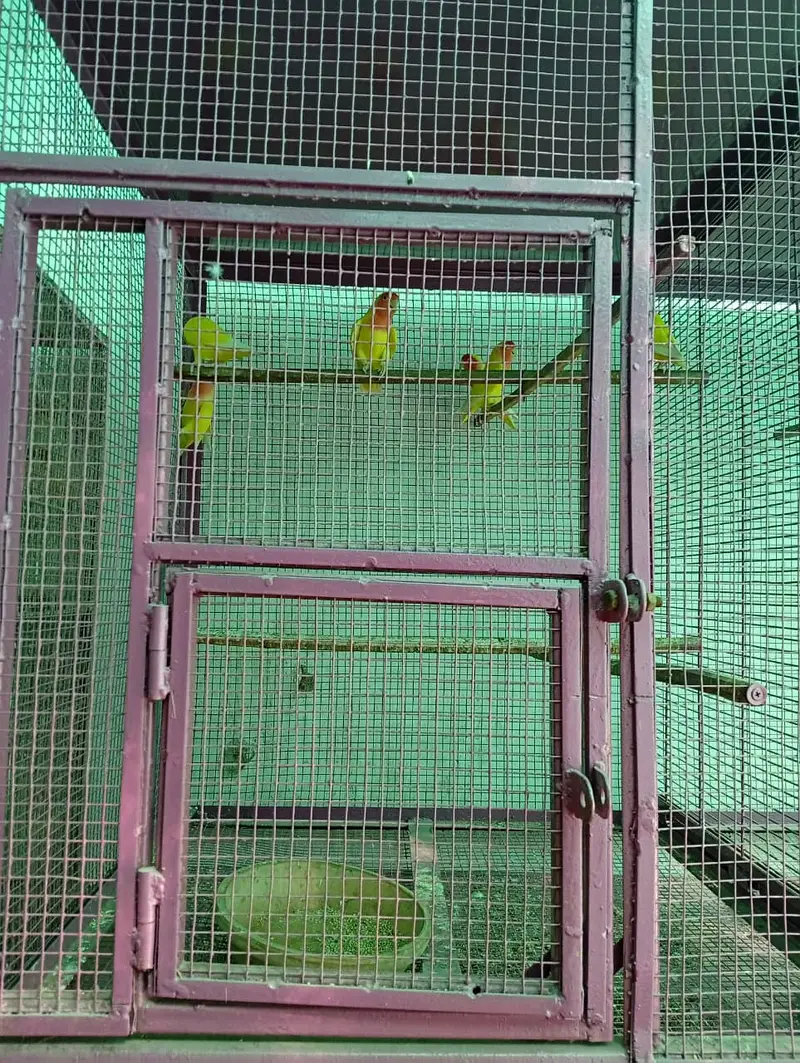 Cage | Parrot cage | Bird Customized cages | iron cage | solid cage — photo 3