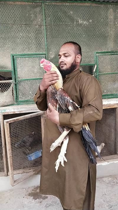 king white shamo,mianwali zero size, Indain parrot beak (03168035881)