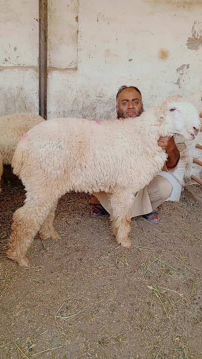 Mundra | Chatra | Bakra | Sheep | Goat | Male | Kheera bacha