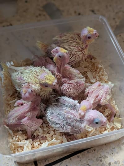 handtame cocktail chick's
