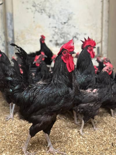 austrolop breeders