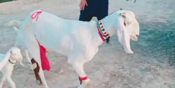 3 Bacchon Ka Sath Desi Bakri For Sale call _ 03246711890