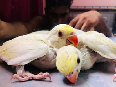 Creamino Red eye & Green Ringnecks chicks available home bread