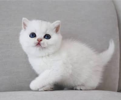 Persian kittens saana whtp 03188125506