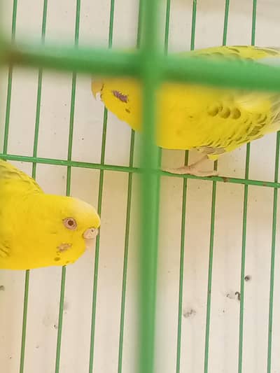 urgent sale krna hn