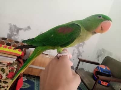 kishmari raw parrot