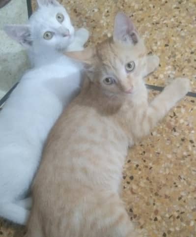 Persian signal Cort cats