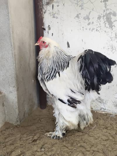 light Columbian brahma pair
