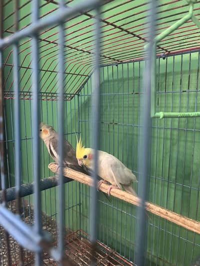 Coctail parrot for sale with cage